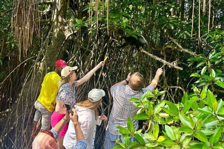 Visitors offer treats to playful monkeys, forging unforgettable connections in the wild