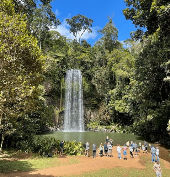 Picture 1 for Activity Tablelands Sights & Daintree Rainforest