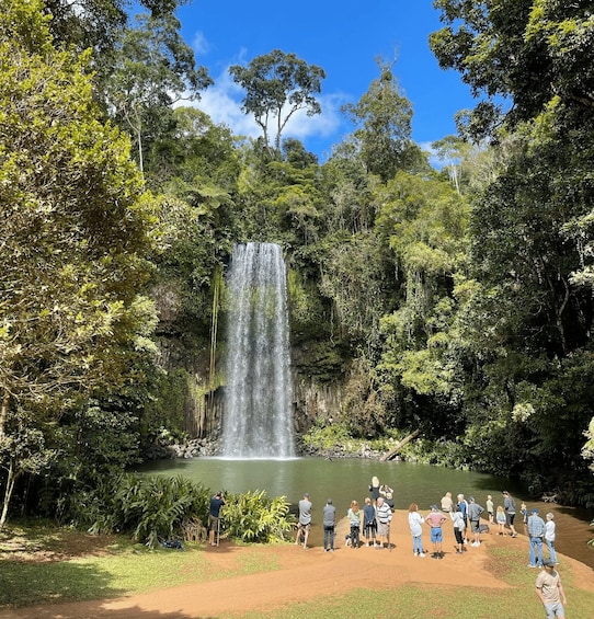 Picture 1 for Activity Tablelands Sights & Daintree Rainforest