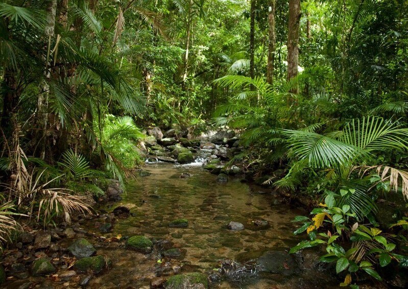 Picture 7 for Activity Tablelands Sights & Daintree Rainforest