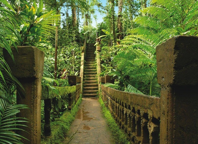 Picture 3 for Activity Tablelands Sights & Daintree Rainforest