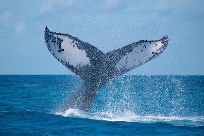 Grand Turk: Whale Watching