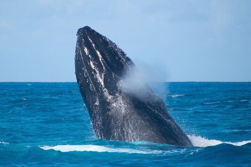 Grand Turk: Whale Watching 