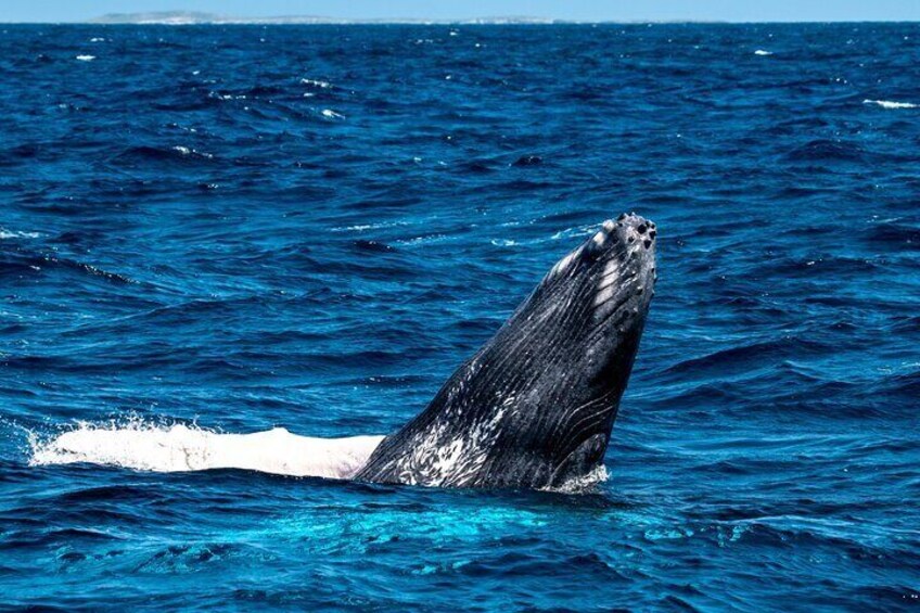 Grand Turk: Whale Watching 