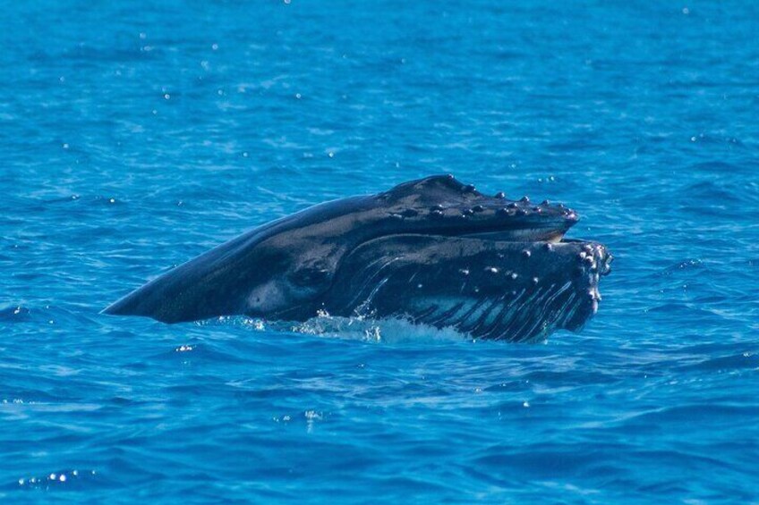 Grand Turk: Whale Watching 