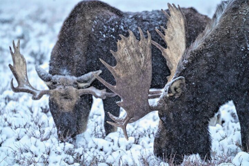 Wildlife Safari, Elk Refuge Sleigh Ride, Winter Camp Igloo Dinner