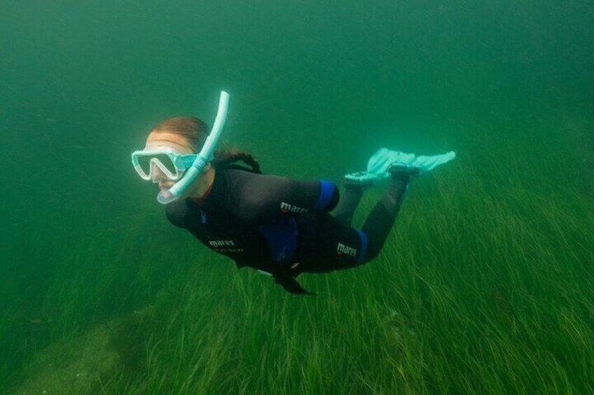 Vast Sea Grass Meadows