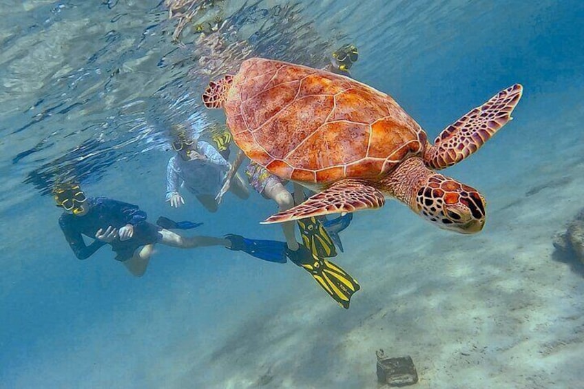 Snorkel with Turtles & see the Flamingos 