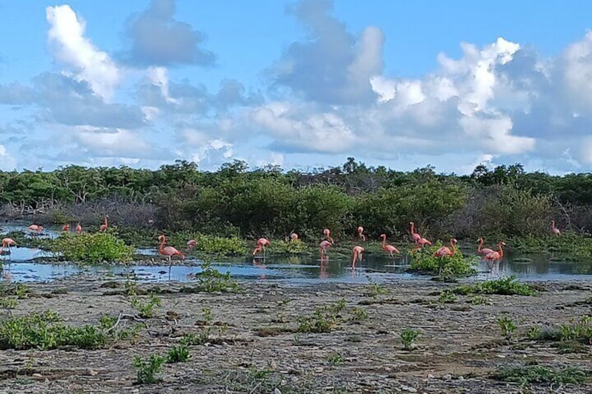 Snorkel with Turtles & see the Flamingos 