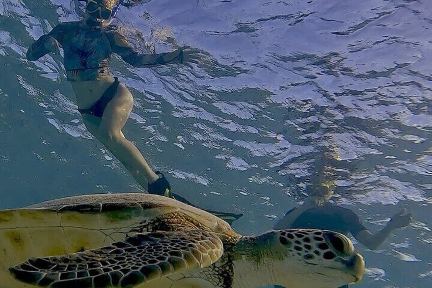 Snorkeling with Turtles from Kralendijk