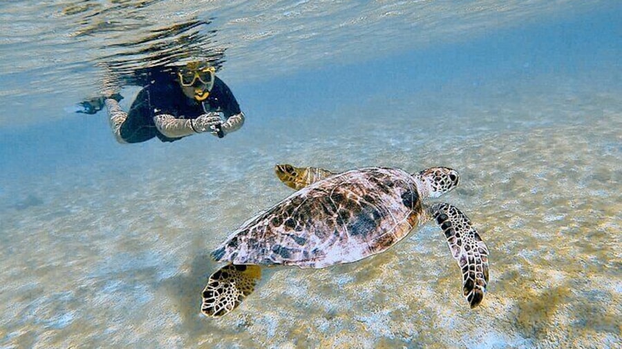 Snorkeling with Turtles from Kralendijk