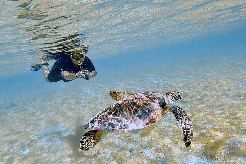 Snorkeling with Turtles from Kralendijk