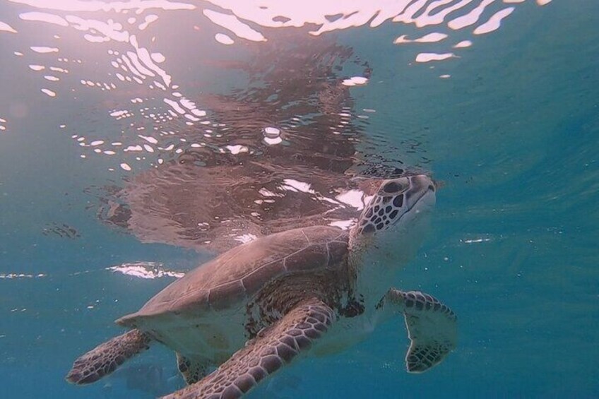 Snorkeling with Turtles from Kralendijk