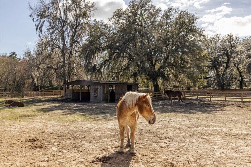 Horses at Middleton Place.