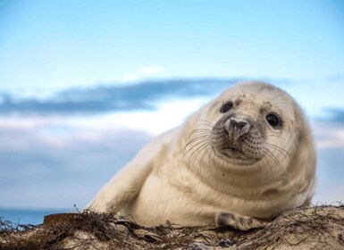 Wickford, RI: Narragansett Bay Seal-Watching Tour by Boat