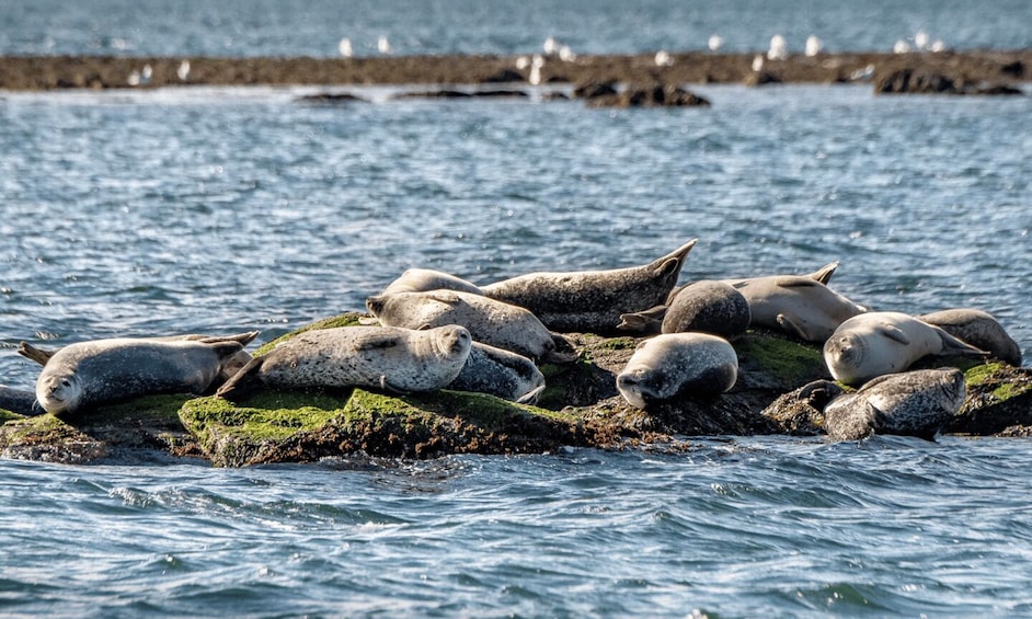 Picture 3 for Activity Wickford, RI: Narragansett Bay Seal-Watching Tour by Boat