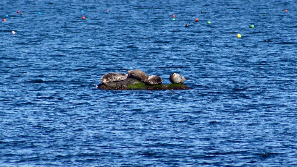 Picture 8 for Activity Wickford, RI: Narragansett Bay Seal-Watching Tour by Boat