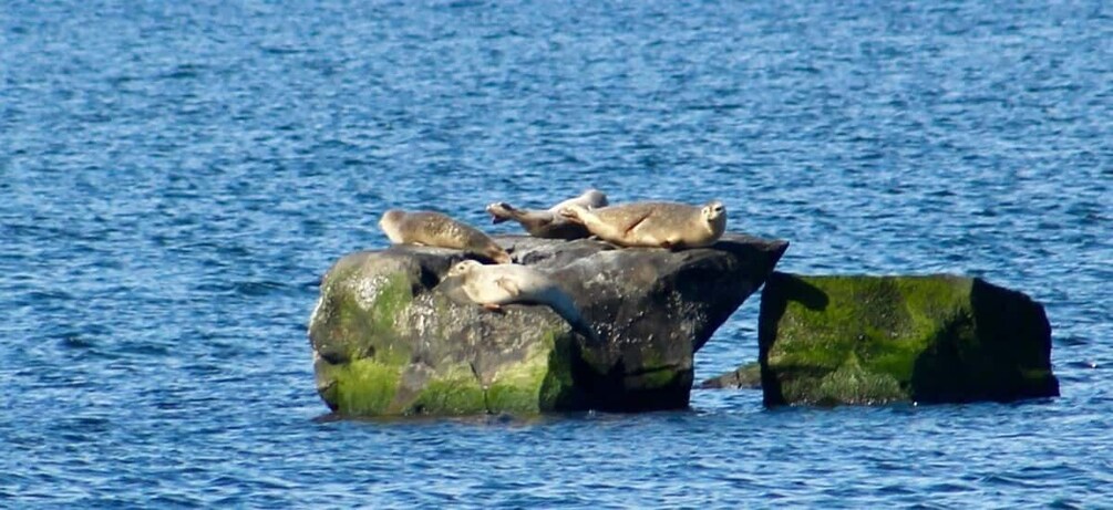 Picture 7 for Activity Wickford, RI: Narragansett Bay Seal-Watching Tour by Boat