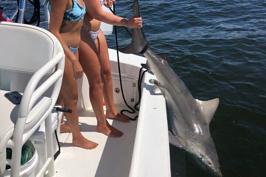 Shark Fishing Tampa Bay