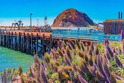 Morro Bay: Private 2 Hour Stroll & Savoury Delights Tour