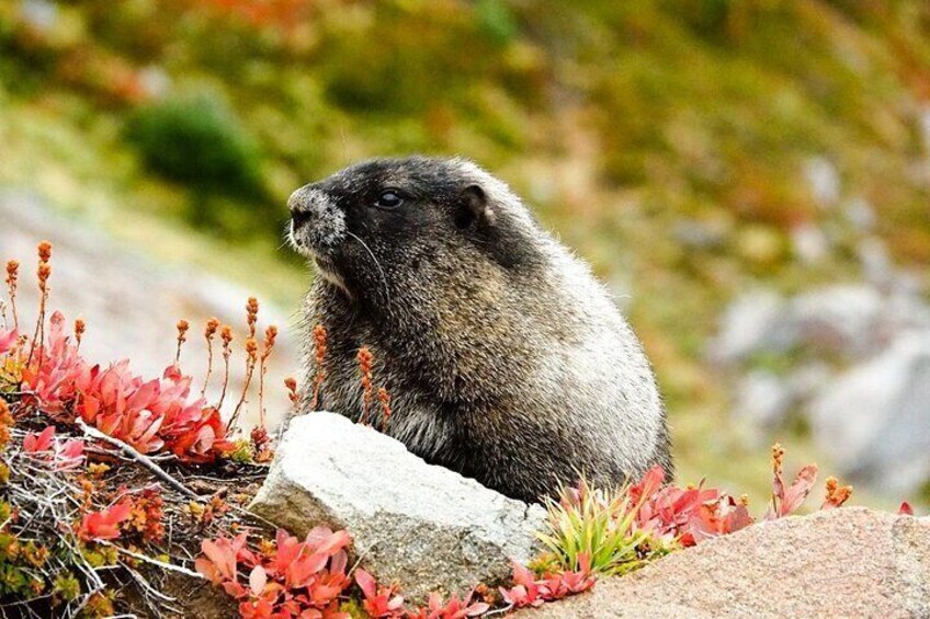 Marmot Rainier