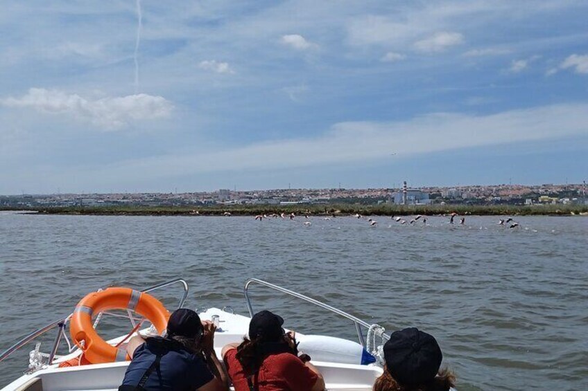 3-Hour Boat Trip and Birdwatching in the Tagus Estuary