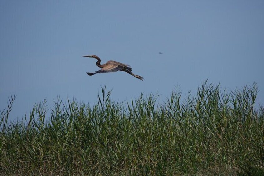 Purple Heron - Tagus Estuary Natural Reserve - Lisbon