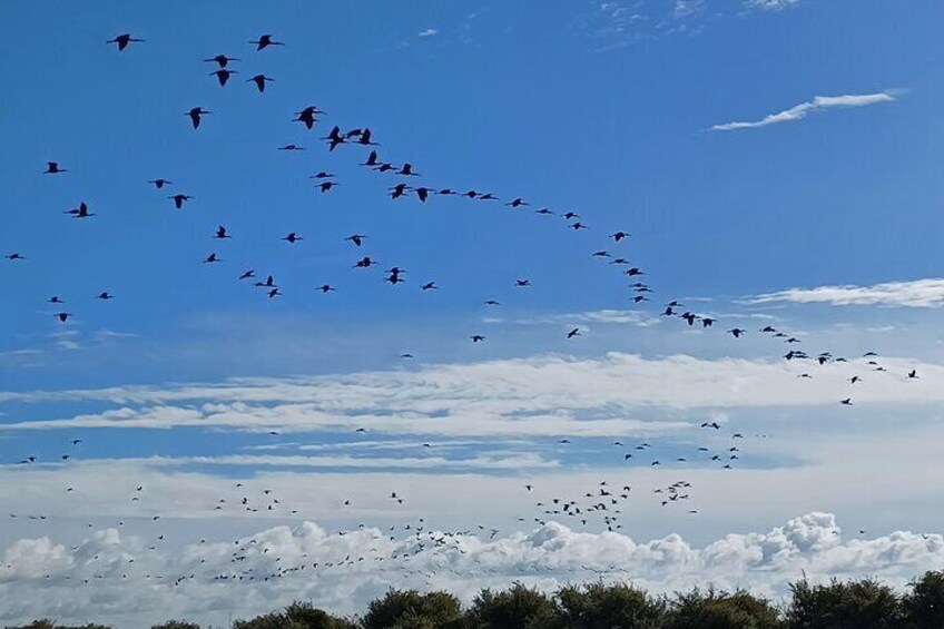 Black Ibis - Tagus Estuary Natural Reserve - Lisbon