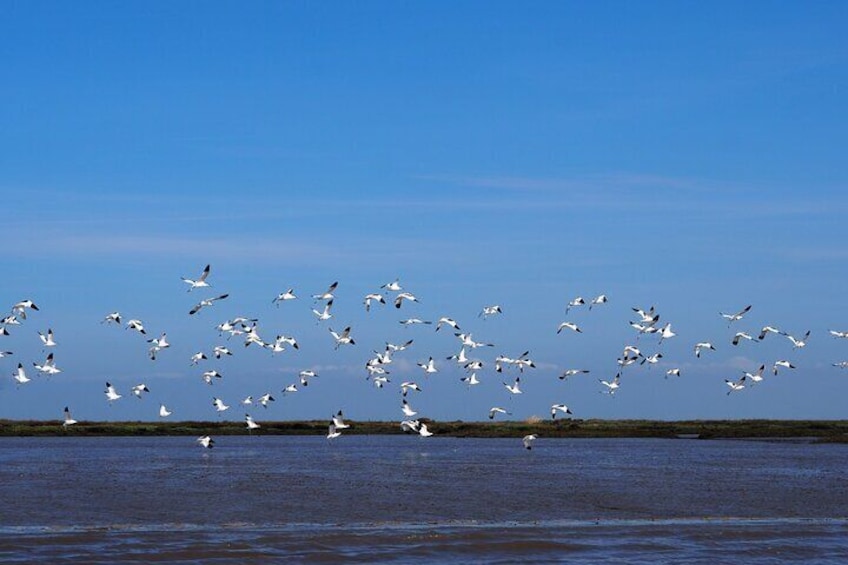 Band of Tailors, Tagus Estuary Natural Park