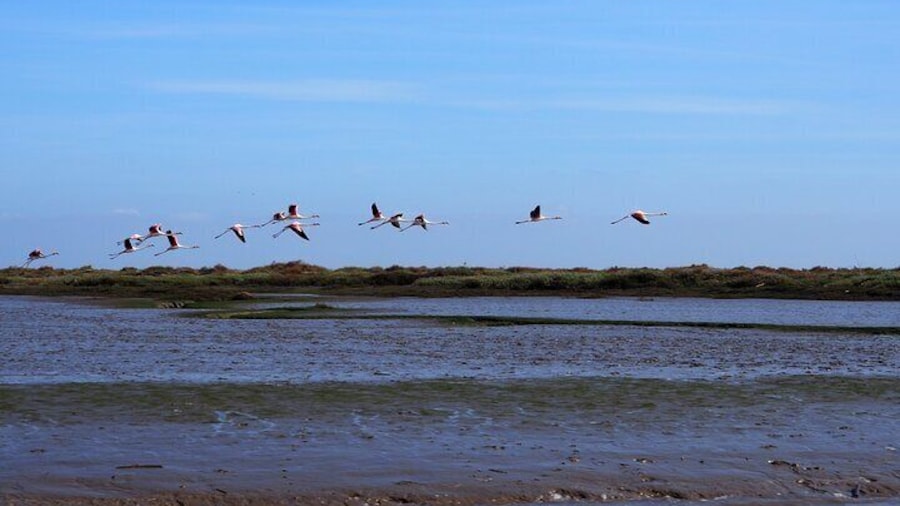 Flock of Flamingos, Tagus Estuary Natural Park