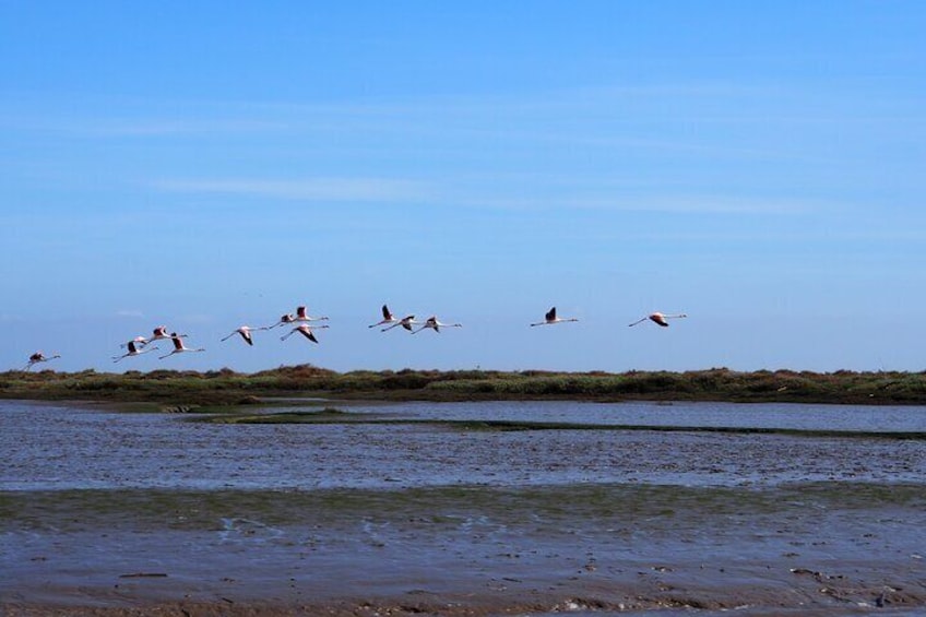 Flock of Flamingos, Tagus Estuary Natural Park