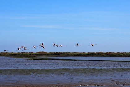 3-Hour Boat Trip and Birdwatching in the Tagus Estuary