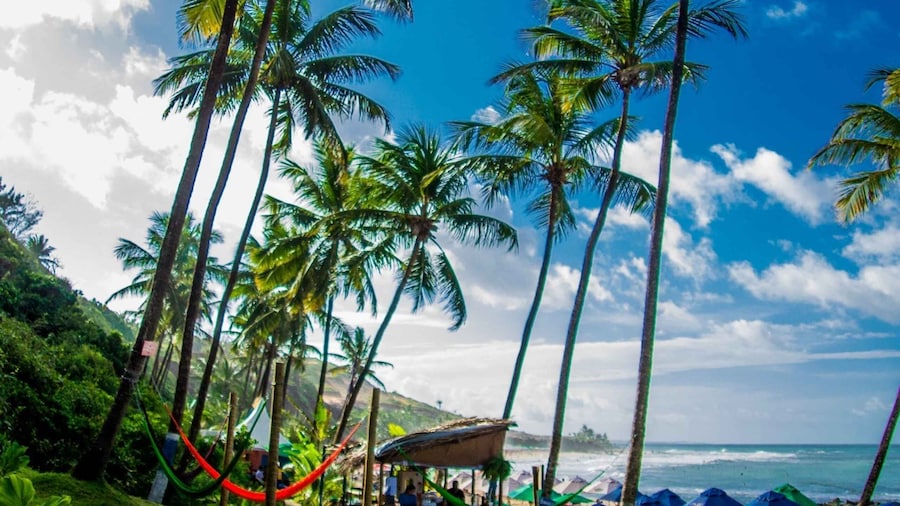 From Natal: Pipa Beach Full-Day Excursion