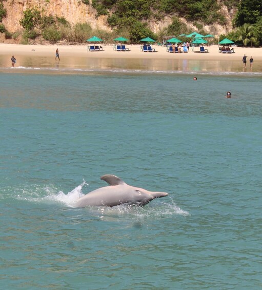 Picture 3 for Activity From Natal: Pipa Beach Full-Day Excursion