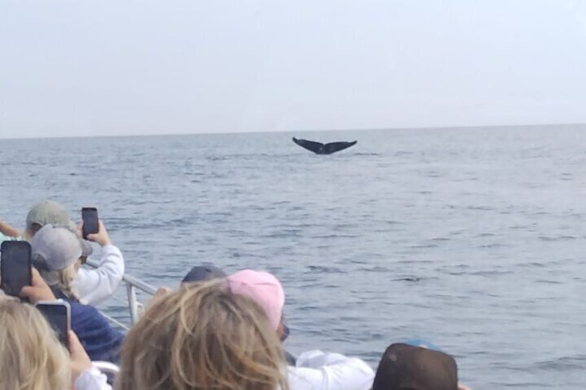 Maine Whale Watching Tour in Portland