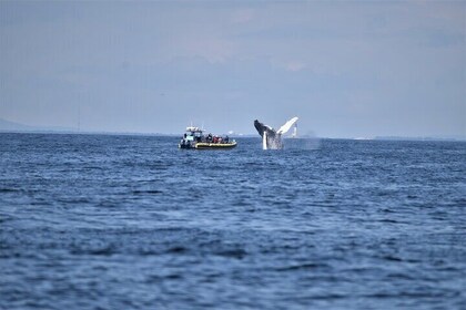 Maine Whale Watching Tour in Portland