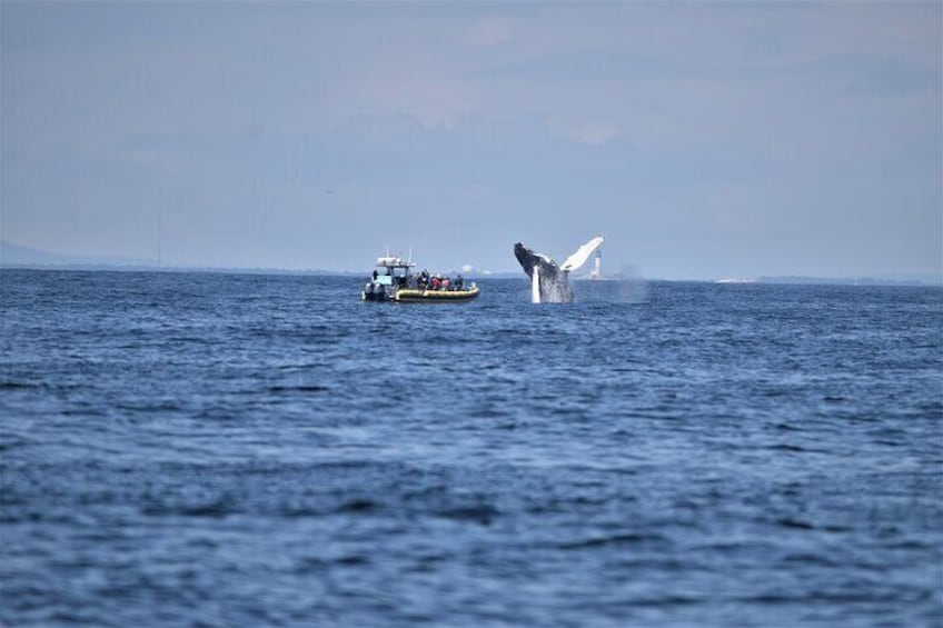 Maine Whale Watching Tour in Portland