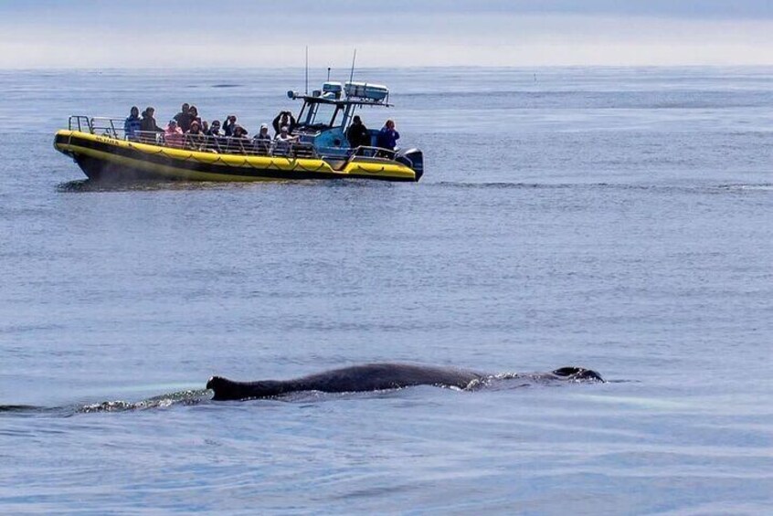 Maine Whale Watching Tour in Portland