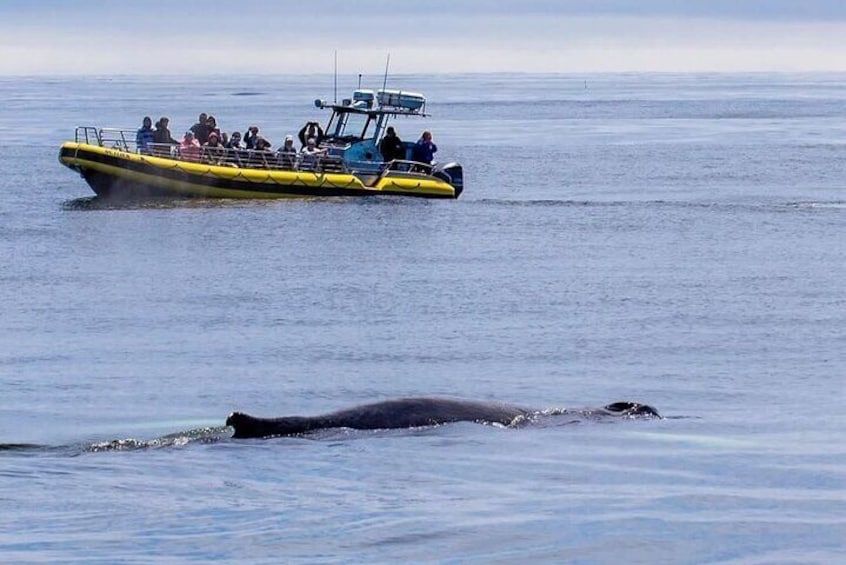 Maine Whale Watching Tour in Portland