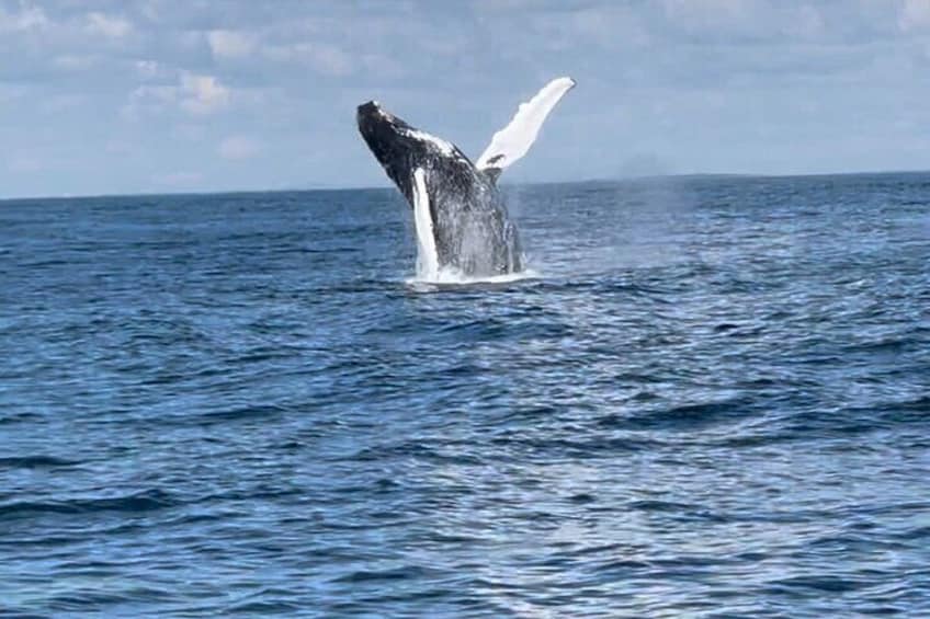 Maine Whale Watching Tour in Portland