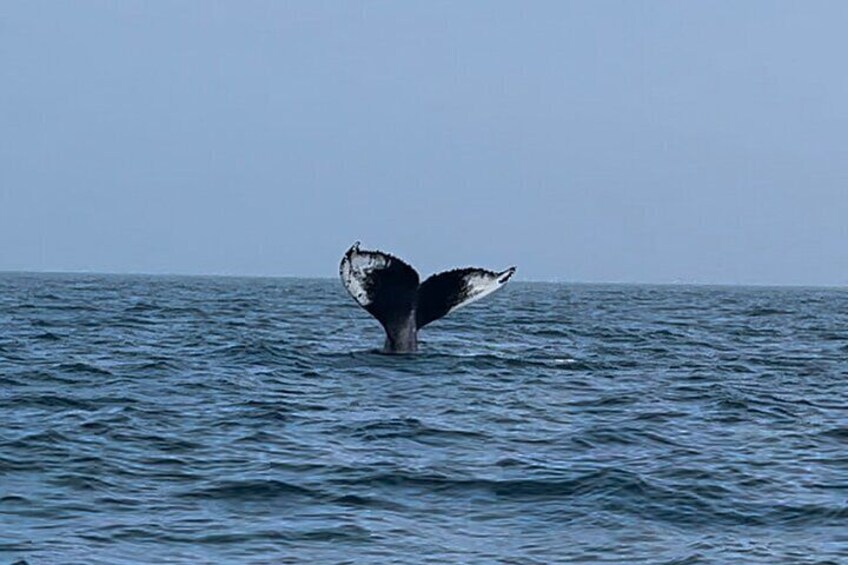 Maine Whale Watching Tour in Portland