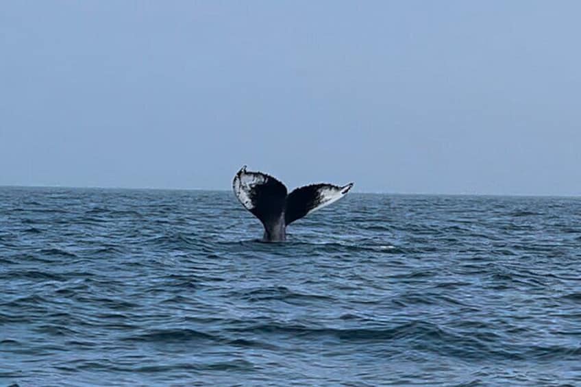 Maine Whale Watching Tour in Portland