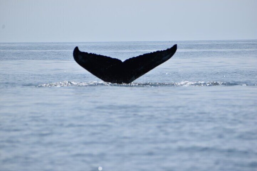 Maine Whale Watching Tour in Portland