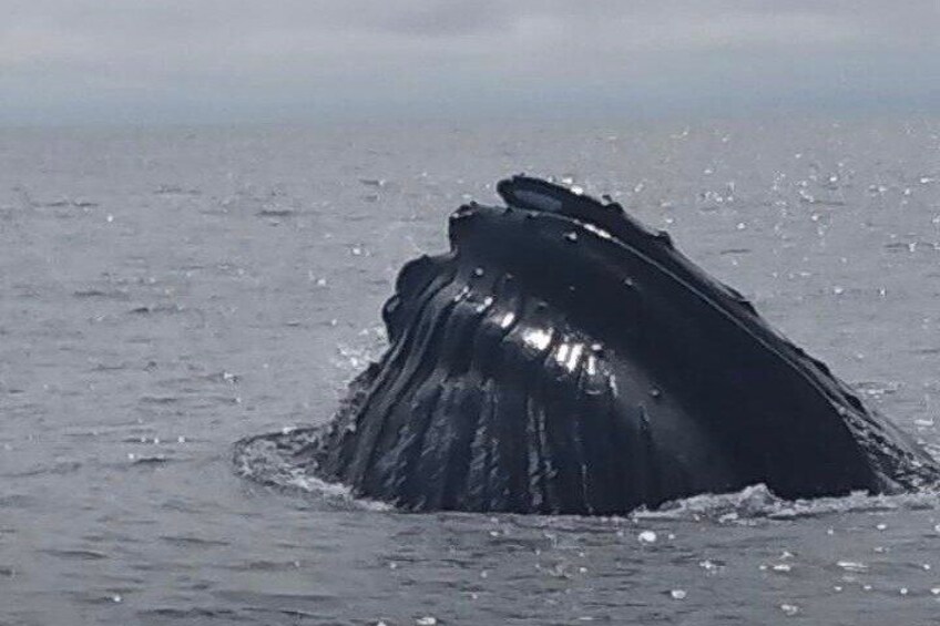 Maine Whale Watching Tour in Portland