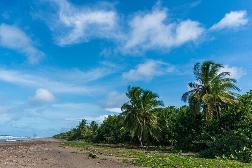 Turtle spawning, Day hike, canoe tour in Tortuguero