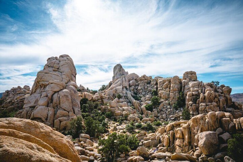 Joshua Tree Half Day Private Sunrise Hike