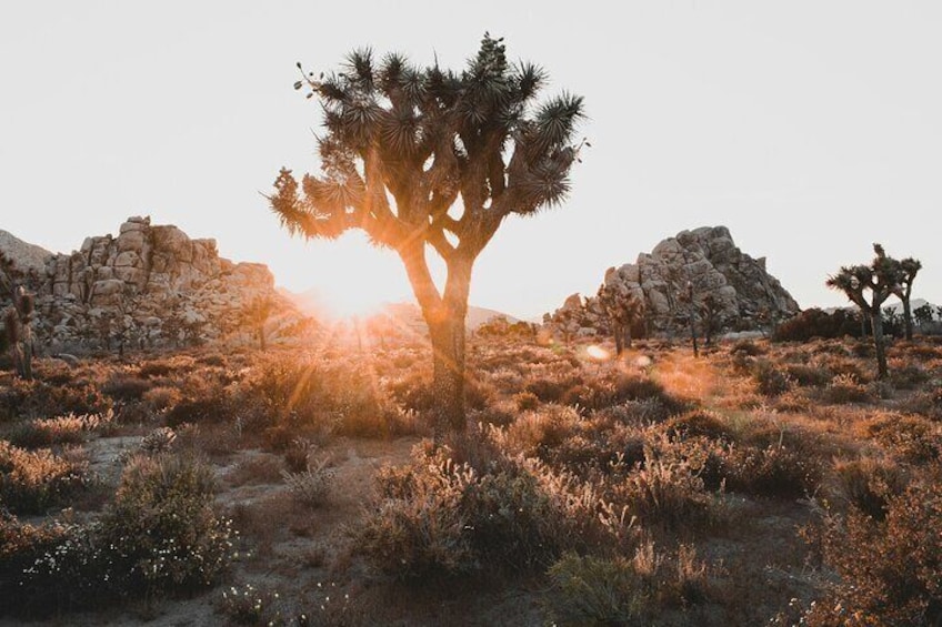 Joshua Tree Half Day Private Sunrise Hike