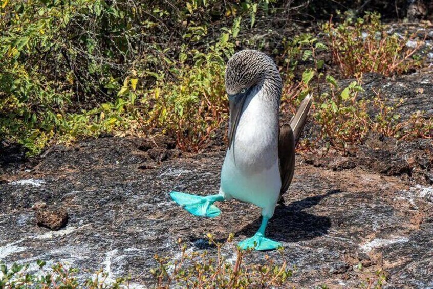 5 Days Galapagos Wildlife Discovery