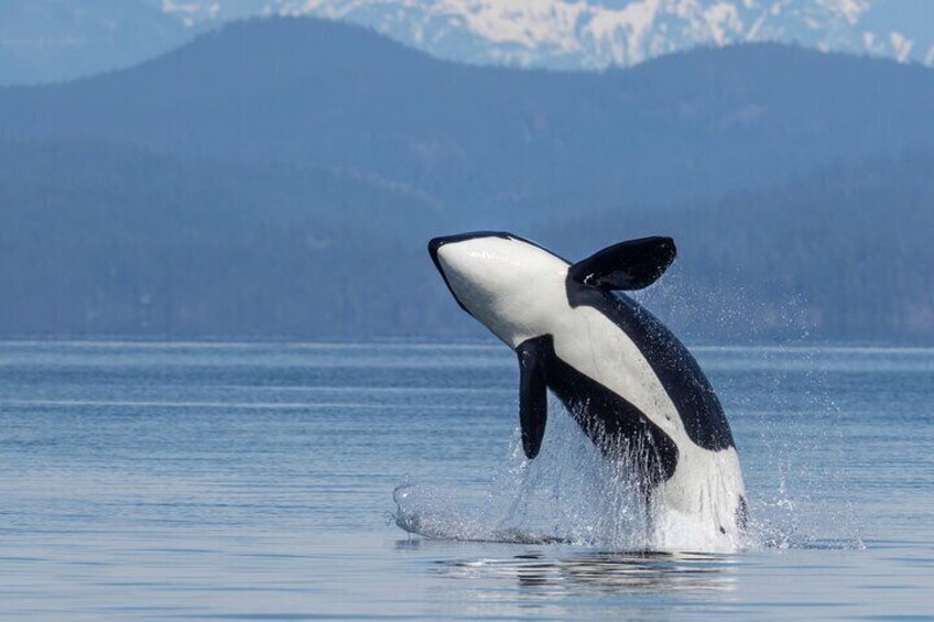 Orca Whale