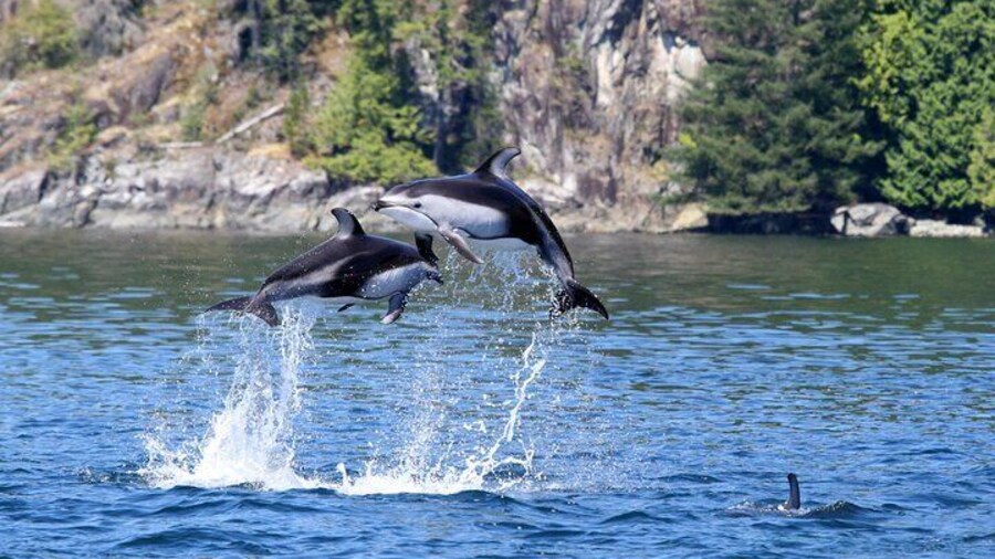 Dolphins